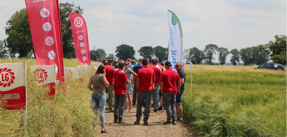 Dni Pola to świetna okazja na wybór odmiany rzepaku ozimego!