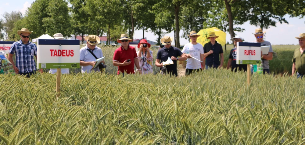 Nowe odmiany zbóż i nie tylko w Saaten Union, DSV i Rapool!