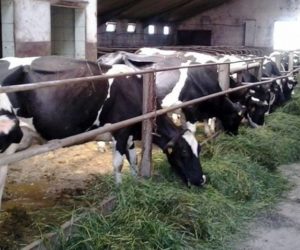 Gruźlica bydła powraca. Dla gospodarzy to kataklizm