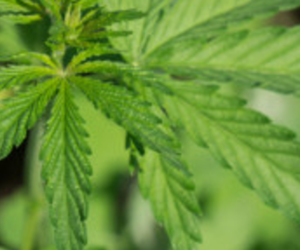 Konopie – dobra oferta, dobre pieniądze