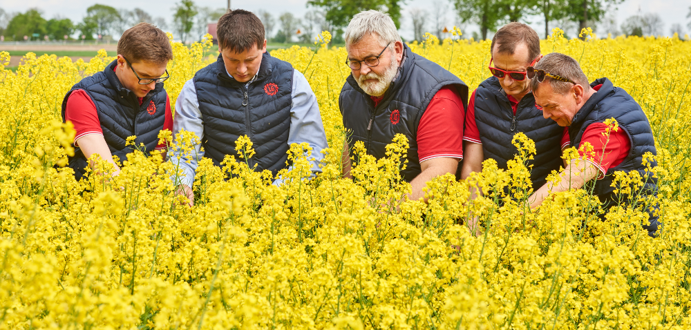 Postaw na pewne odmiany rzepaku ozimego! [GALERIA]