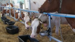 opolagra 2019 wystawa bydła