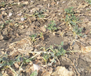 Susza w&nbsp;całej Polsce [AKTUALNOŚCI]