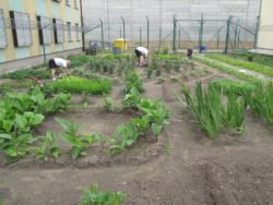 Uprawa ogrodu za kratami więzienia