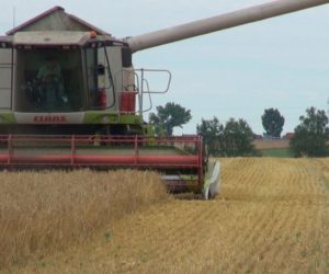 Małe żniwa: jęczmień i&nbsp;rzepak