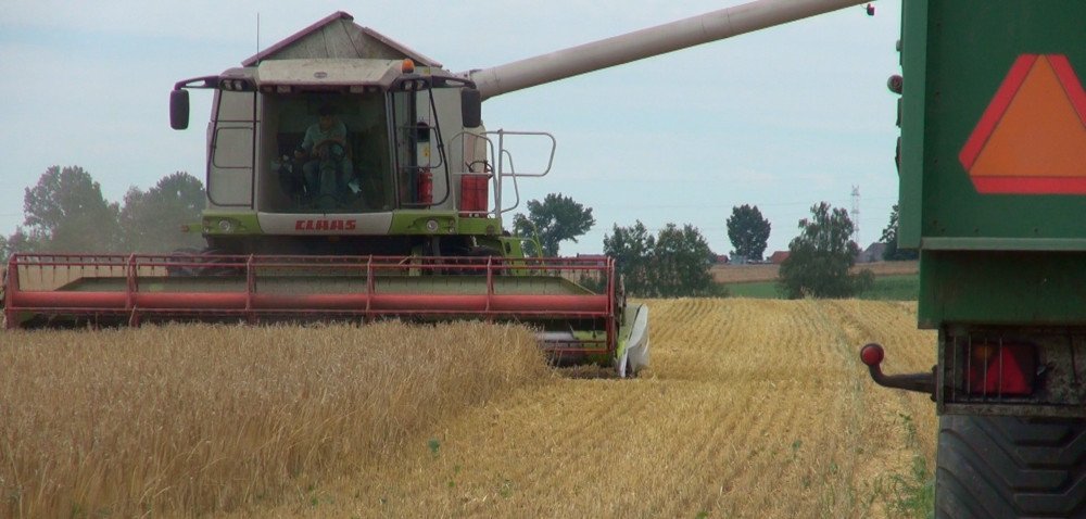 Małe żniwa: jęczmień i rzepak