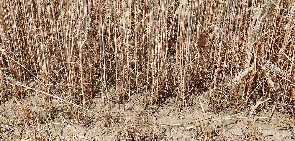 Komisje suszowe nie zdążą? [Ciekawostki rolnicze w 100 sekund]