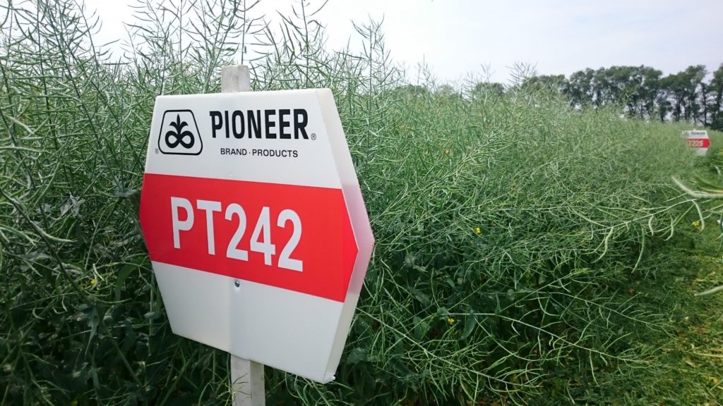 odmiany rzepaku odporne na kiłę kapusty