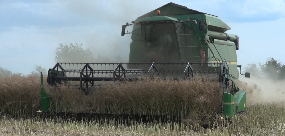 Trudne warunki? Siej półkarłowe odmiany rzepaku [WIDEO]