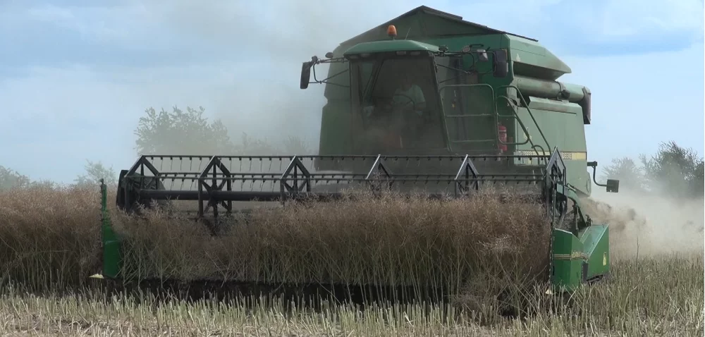 Trudne warunki? Siej półkarłowe odmiany rzepaku [WIDEO]