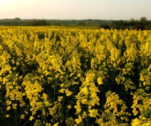 Mocny rzepak ozimy w&nbsp;„Złotej promocji 3+1”
