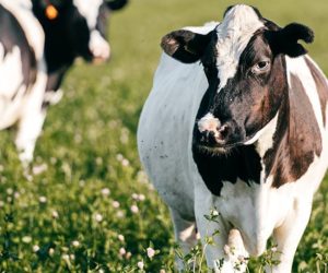 Żwacz źródłem jakości mleka krów oraz ich zdrowia. Część II