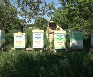 Miodobranie [WIDEO]