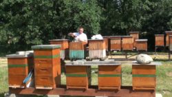 Hodowla paszczół