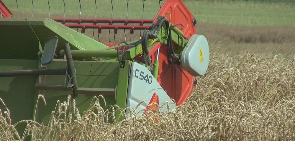 Żniwa pszenicy w pełni [WIDEO]