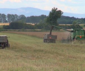 Trwają żniwa rzepaku