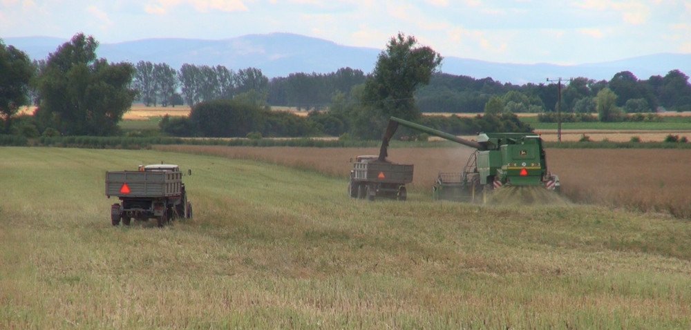 Trwają żniwa rzepaku