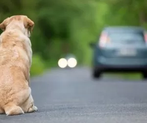 Kary za porzucanie zwierząt latem
