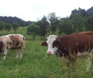 Rolnictwo w&nbsp;górach: propozycje wsparcia – część 1.