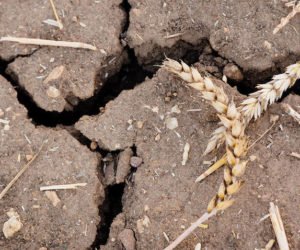 Kiedy pomoc suszowa 2019? Znamy termin!