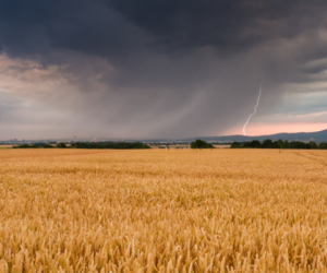 Ochrona fungicydowa pszenicy bez stresu o&nbsp;pogodę!