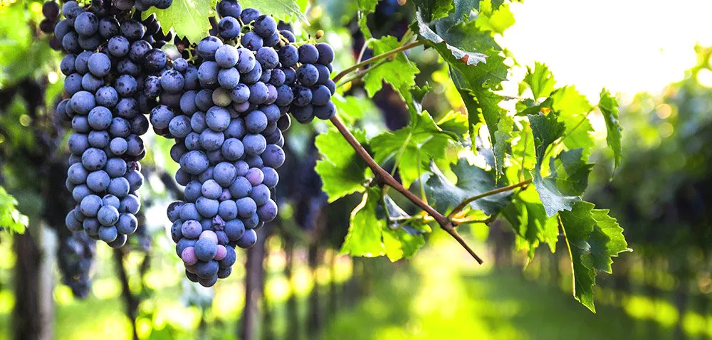 Producenci wina ewidencja 2019