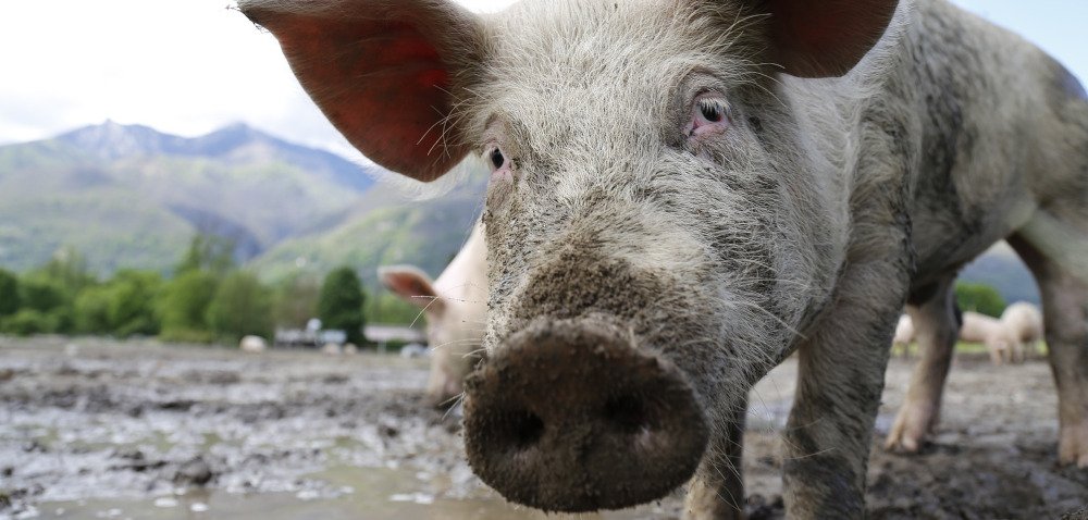 ASF dociera na Słowację [AKTUALNOŚCI]