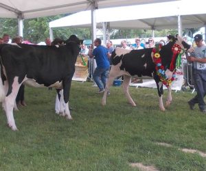 XXIV Wystawa Zwierząt Hodowlanych Książ 2019