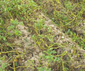 Zaraza ziemniaka – jedna z&nbsp;najgroźniejszych chorób ziemniaka