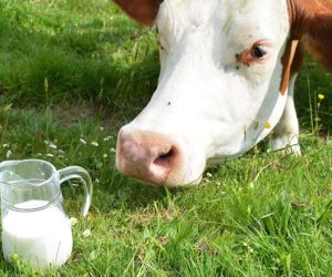 Żwacz źródłem jakości mleka krów oraz ich zdrowia. Część I