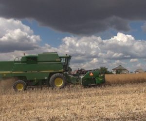 Bardzo słabe żniwa rzepaku