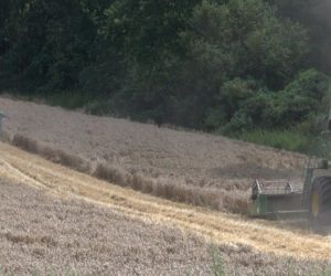 Drobne ziarno i&nbsp;myszy w&nbsp;zbożu pod koniec żniw