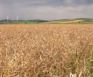 zbiory rzepaku