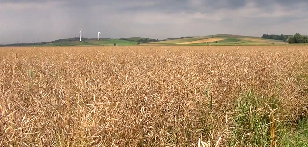 Rzepak dojrzewa do zbioru [WIDEO]