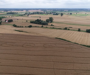 Odmiany rzepaku ozimego: na co zwrócić uwagę? [WYWIAD]