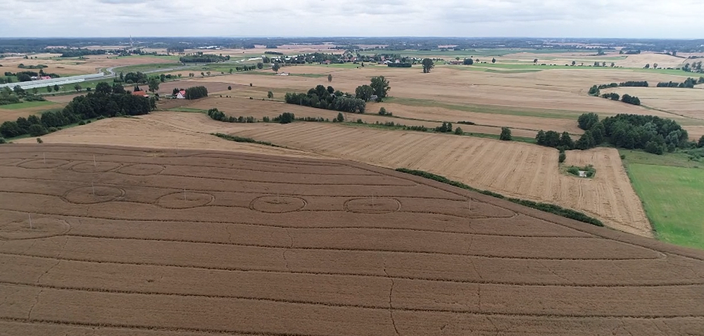 Odmiany rzepaku ozimego: na co zwrócić uwagę? [WYWIAD]