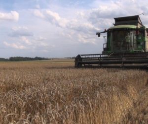 Koniec żniw. Ostatnie kombajny w&nbsp;pszenicy