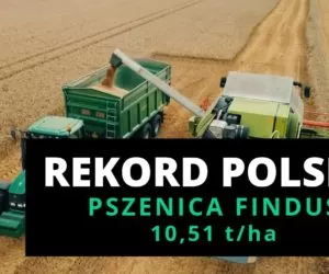 Nowy rekord Polski na największy plon pszenicy ozimej z hektara