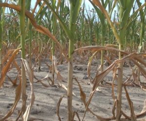 Skutki suszy w&nbsp;uprawach kukurydzy i&nbsp;buraków cukrowych