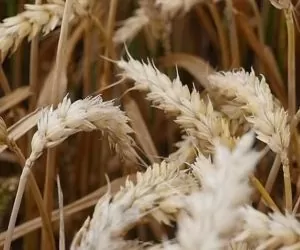 Czy każdą odmianę można wysiać wcześniej?