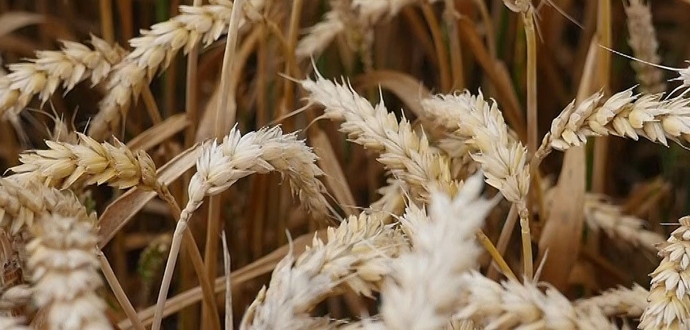 Czy każdą odmianę można wysiać wcześniej?