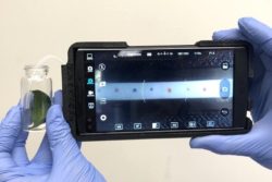 Smartfon rozpozna choroby roślin