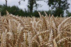 Czym różni się materiał elitarny od kwalifikowanego?