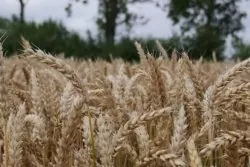 Czym różni się materiał elitarny od kwalifikowanego?