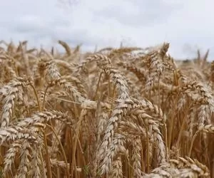 Czym różni się materiał elitarny od kwalifikowanego?