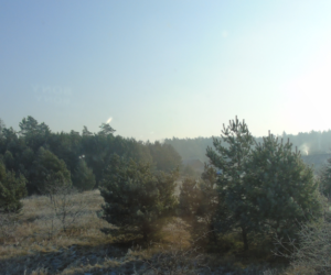 Inwestuj w&nbsp;odporność ekosystemów leśnych – są pieniądze!