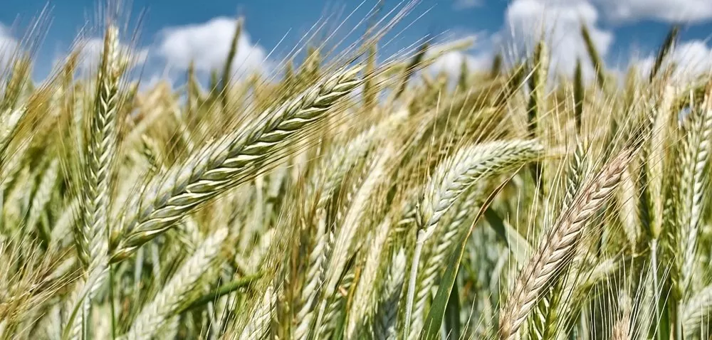 Najlepsza pszenica ozima – top 10 najwyżej plonujących odmian