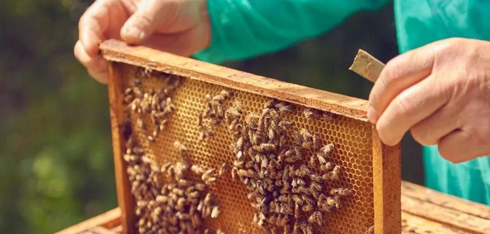 Pszczoła miodna na wagę złota [Ciekawostki rolnicze w 100 sekund]
