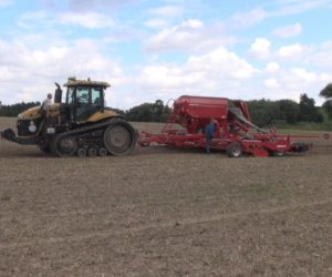 Rolnicy sieją rzepak – najczęściej mieszańcowy