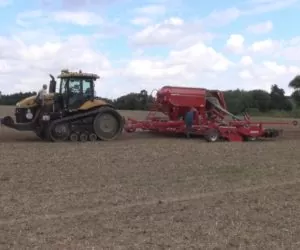 Rolnicy sieją rzepak – najczęściej mieszańcowy